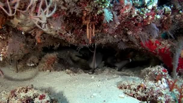 Рифова акула під водою на фоні дивовижних коралів в морське дно Мальдіви. — стокове відео