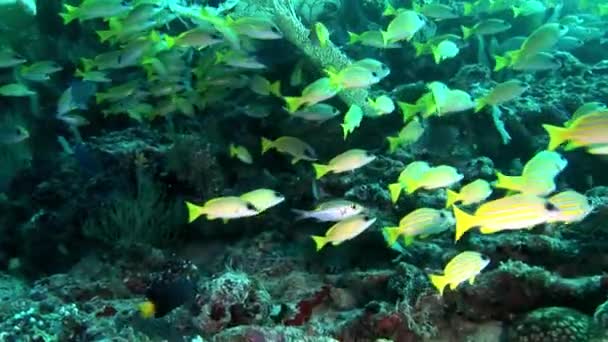 Gestreifte leuchtend gelbe luzianische Fische unter Wasser vor dem Hintergrund der Malediven. — Stockvideo