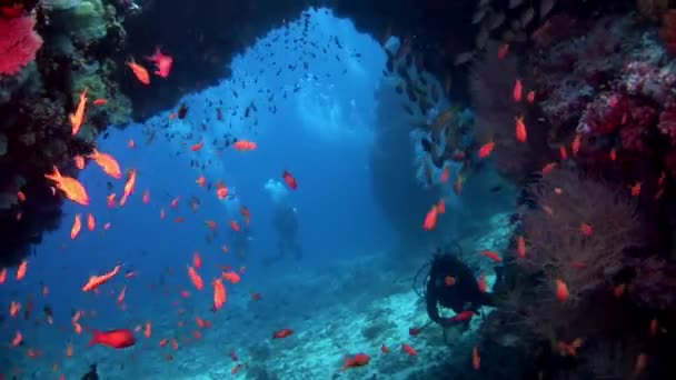 Mergulhadores subaquáticos no fundo de peixes escolares em Maldivas . — Vídeo de Stock