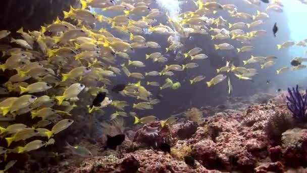 Peces lucianos de rayas de color amarillo brillante bajo el agua sobre fondo de los fondos marinos Maldivas . — Vídeos de Stock