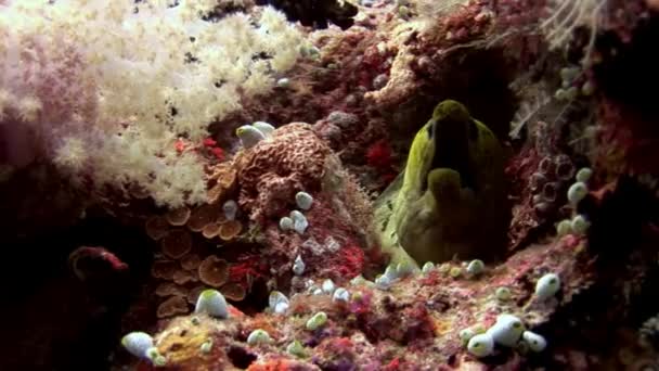 Moray anguila bajo el agua en los fondos marinos de los arrecifes de coral en Maldivas . — Vídeos de Stock