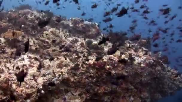 A tenger és az óceán a víz alatti természetes akvárium fekete hal iskola. — Stock videók