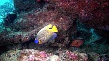 Maldivler deniz dibinin arka plan üzerinde su altında balık inanılmaz güzel.