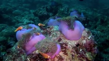 Anemon actinia ve parlak turuncu palyaço balık Maldivler sualtı deniz yatağı üzerinde.