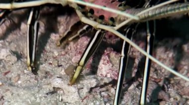 Istakoz Yengeç hios su altında gıda Maldivler deniz yatağı üzerinde arama.