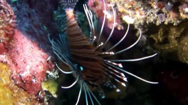 İskorpit lionfish kırmızı sualtı deniz dibinin Maldivler arka plan üzerinde.