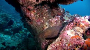 Müren balığı ve dalgıç su altında Maldivler mercan resif deniz yatağı üzerinde.