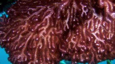 Maldivler yumuşak mercan sualtı şaşırtıcı deniz dibinin.