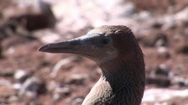 Kuş Pelikan uçamayan karabatak Phalacrocorax harrisi Galapagos Adaları.