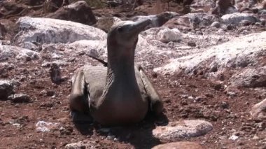 Kuş Pelikan uçamayan karabatak Phalacrocorax harrisi Galapagos Adaları.