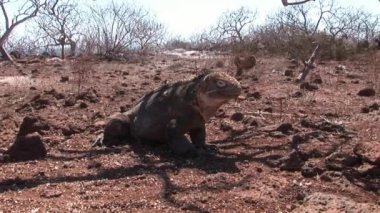 Büyük Iguana kayalık sahil, Galapagos Adaları üzerinde.