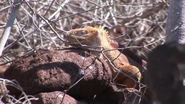 İguana ve Pelikan Galapagos Adaları.