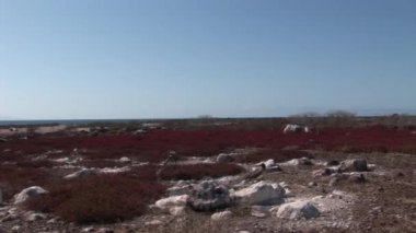 Sahil Galapagos Adaları.