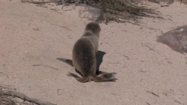 Genç fok geldi ve yorgun olduğu için düştü.