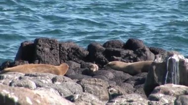 Mühür ailesi küçük yeni doğan bebek pups ile Galapagos kumsalda dinlenmek.