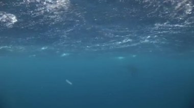 Arka plan deniz manzara şaşırtıcı su yüzeyi.