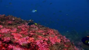 Galapagos, sualtı balık sürüsü.