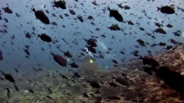 바다와 바다의 검은 물고기 수 중 자연 수족관의 학교. — 비디오
