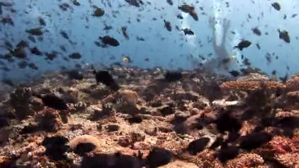 Potápěče pod vodou na pozadí školy ryb v Maledivách. — Stock video