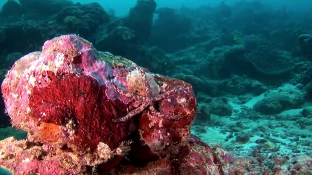 Red sea star starfish Leiaster leachi Lenckia multifora macro underwater. — Stock Video