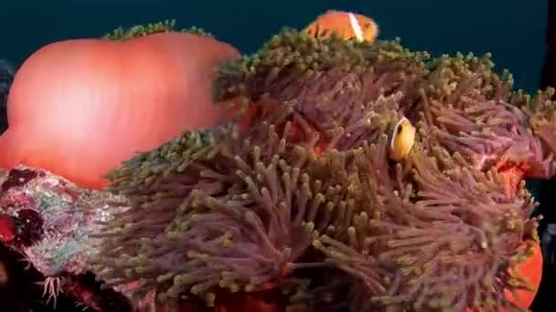 アネモネ アクティニアとモルディブの水中海底に明るいオレンジ色のカクレクマノミ. — ストック動画