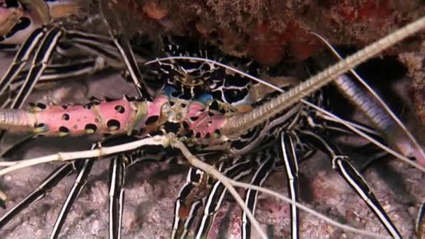Kreeft krab Oberhof onderwater op zoek naar voedsel op de zeebodem van de Maldiven. — Stockvideo