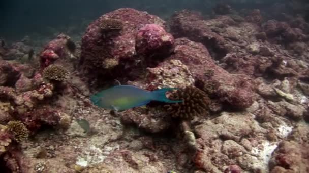 Peixe papagaio subaquático come coral no fundo do mar em Maldivas . — Vídeo de Stock