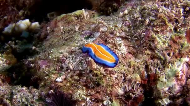 Nudibranch slug Coryphella verrucosa underwater Maldives. — Stock Video