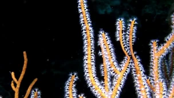 Weichkorallen unter Wasser erstaunlicher Meeresboden auf den Malediven. — Stockvideo