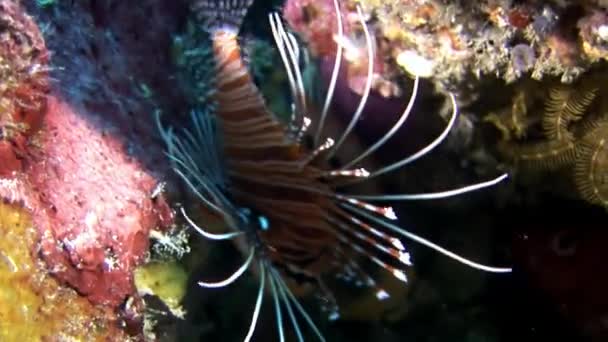 Skorpió hal lionfish vörös víz alatti háttérben a tengerfenék a Maldív-szigetek. — Stock videók