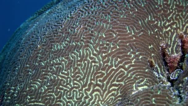 Tvrdé kulaté korálové mozek ve formě koule podvodní úžasné mořské dno v Maledivách. — Stock video