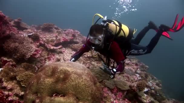 Дайвер и твердый круглый коралловый мозг в виде шара под водой морского дна на Мальдивах . — стоковое видео
