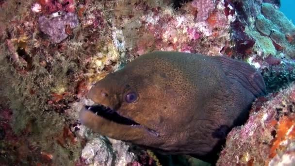 Moray anguila peligrosa bajo el agua en el fondo marino en Maldivas . — Vídeo de stock