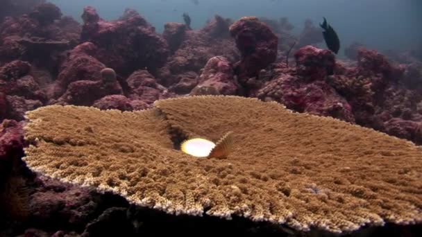 Pinctada margaritifera su corallo acropora subacqueo fondali incredibili in Maldive . — Video Stock