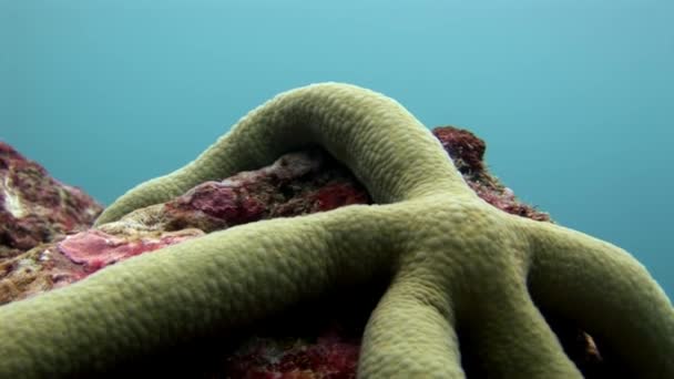 Estrella de mar verde de cerca bajo el agua en el fondo marino de Maldivas . — Vídeos de Stock