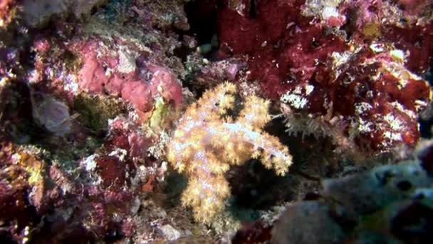 Corail doux sous-marin fonds marins étonnants aux Maldives . — Video