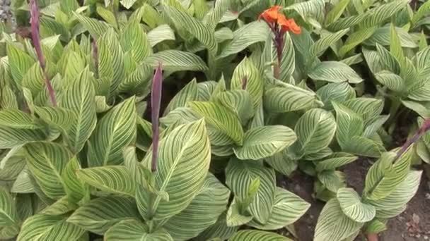 加拉帕戈斯群岛自然公园森林的红花植物. — 图库视频影像
