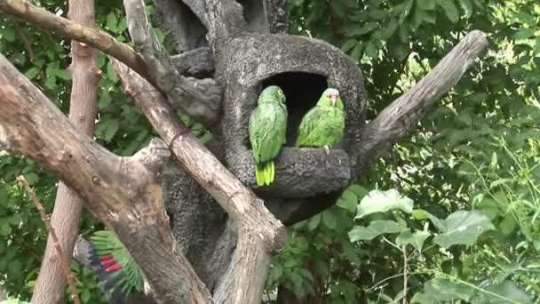 Zielona papuga Loras ptaków na wodzie z Wysp Galapagos. — Wideo stockowe