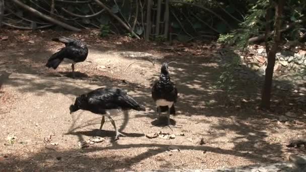 Ptáci na Galapágy. — Stock video