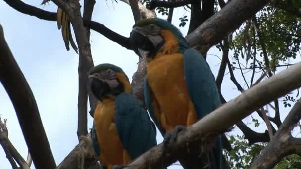 Green parrot Ara birds on water of Galapagos Islands. — Stock Video