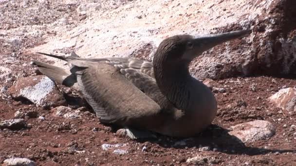 Fågel pelican flygoförmögna Cormorant Phalacrocorax harrisi på Galapagosöarna. — Stockvideo