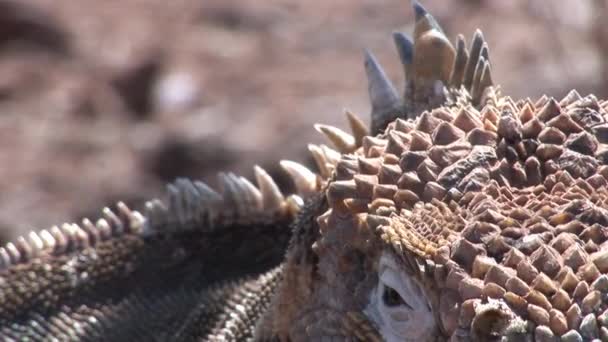 Iguana huge lizards closeup on rocky coast of Galapagos Islands. — Stock Video