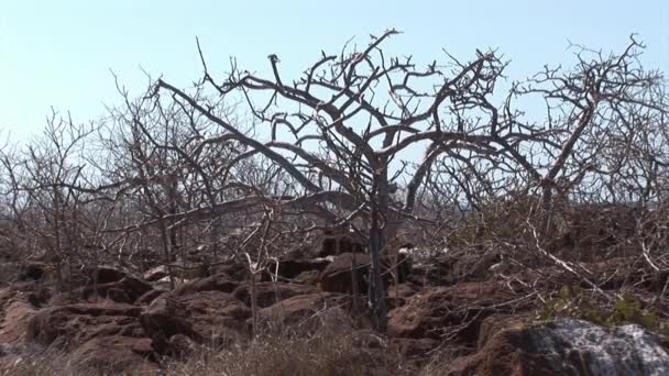 Frégate oiseau avec poitrine rouge sur les îles Galapagos . — Video