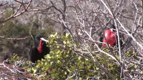 Fregaty typu ptak z czerwonym piersi na Wyspy Galapagos. — Wideo stockowe