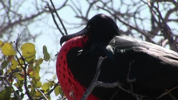 Fregat vogels met rode borst op de Galapagos eilanden. — Stockvideo