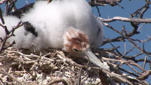 Aves en el nido en las Islas Galápagos . — Vídeos de Stock