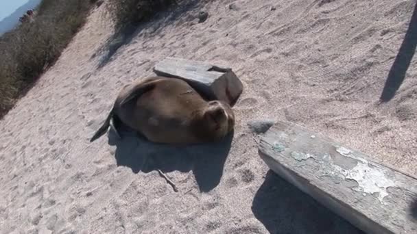 Seal lion relax on beach Galapagos. — Stock Video