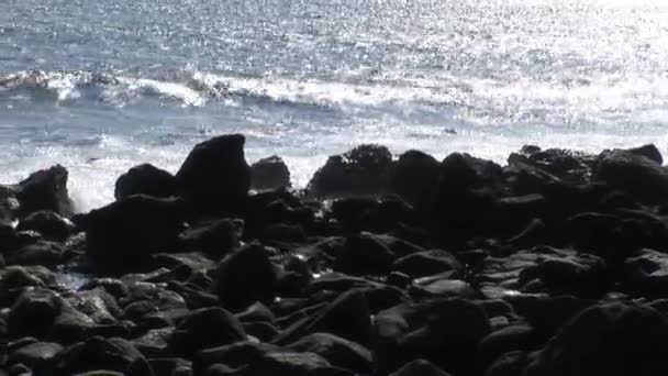 Leão-foca relaxa na praia de pedras Galápagos . — Vídeo de Stock