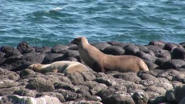 Seal lion relax on beach Galapagos. — Stock Video
