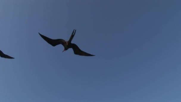 Φρεγάτα πουλί που πετούν στον ουρανό πάνω από Νησιά Γκαλαπάγκος. — Αρχείο Βίντεο